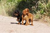 KING CHARLES SPANIEL 172